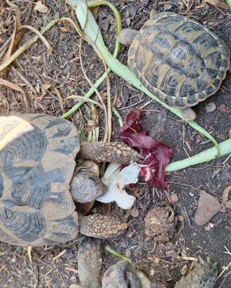 Hermanni Hermanni 2019