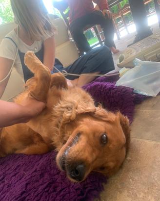 Strepitosi cuccioli di golden retriever inglesi