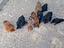 Immagine 3