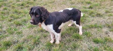 Springer spaniel inglese