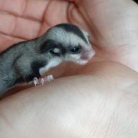 Cucciolo petauro dello zucchero