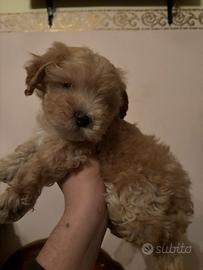 Barboncini toy albicocca