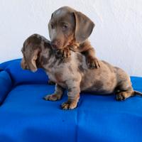 Bassotto Nano Chocolat Arlecchino Femmina