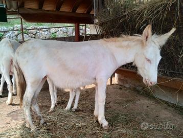Asini bianchi dell' asinara