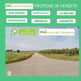 Vigneto 13.000 mq irriguo - San Severo