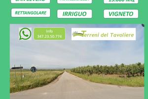 Vigneto 13.000 mq irriguo - San Severo