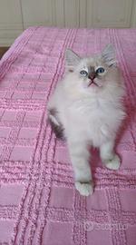 Ragdoll pedigree 