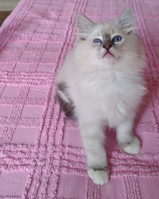 Ragdoll pedigree 
