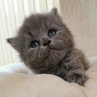 British shorthair e longhair pedigree Anfi