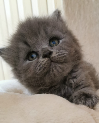British shorthair e longhair pedigree Anfi