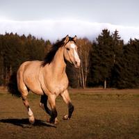 Cavallo (Quarter Horse) 6 anni