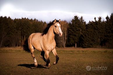 Cavallo (Quarter Horse) 6 anni
