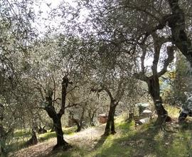 Terreno Agricolo Toscana