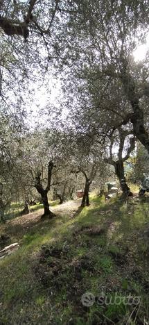 Terreno Agricolo Toscana