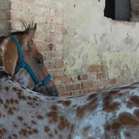 Stallone Appaloosa