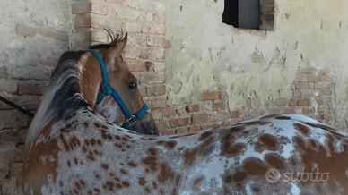 Stallone Appaloosa