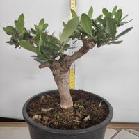 Ulivo prebonsai U19