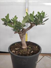 Ulivo prebonsai U19