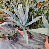  piante di agave