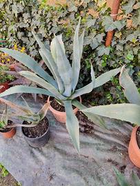  piante di agave