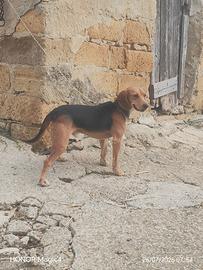 Cani per conigli