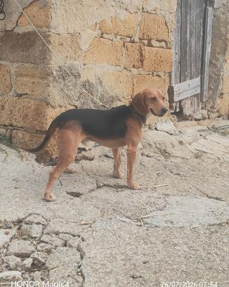 Cani per conigli