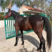 Cavallo da passeggiata