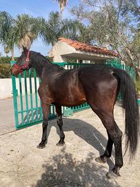 Cavallo da passeggiata