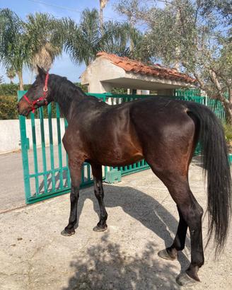 Cavallo da passeggiata