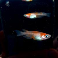 Medaka komachi kohaku