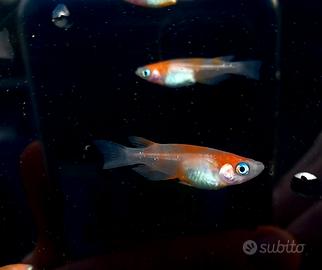 Medaka komachi kohaku