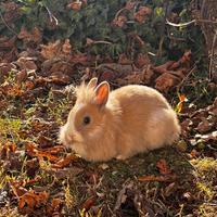 Coniglietto testa di leone