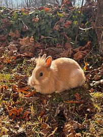 Coniglietto testa di leone