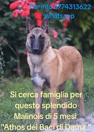 Pastore belga Malinois