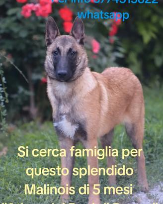 Pastore belga Malinois