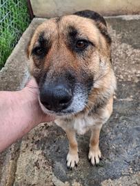 Greta pastore tedesco 6 anni ora e' in canile