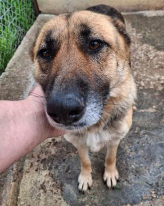 Greta pastore tedesco 6 anni ora e' in canile