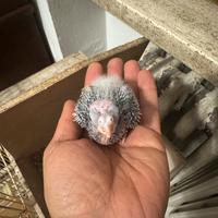 Pappagalli Calopsite