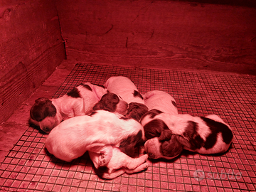 Cuccioli di Cocker Spaniel