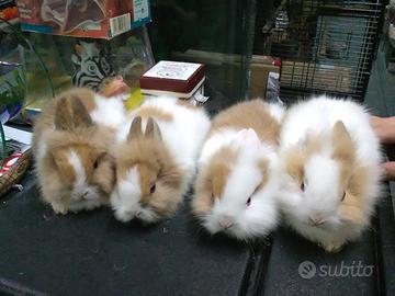 Coniglietti nani e ariete