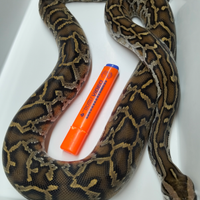 02 Maschio Pitone Moluro Bivittatus