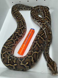02 Maschio Pitone Moluro Bivittatus