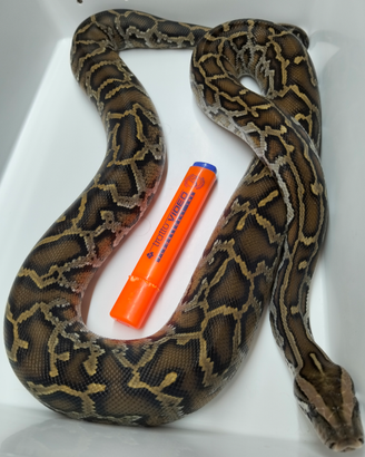 02 Maschio Pitone Moluro Bivittatus