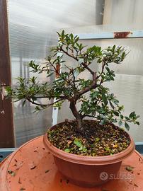 azalea satsuki pre bonsai 
