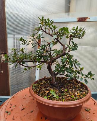 azalea satsuki pre bonsai 