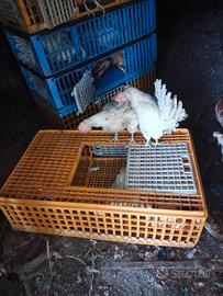 Galline Ovaiole