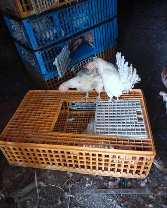 Galline Ovaiole