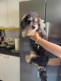 Cuccioli barboncini femmine