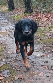 Working Cocker x setter Gordon