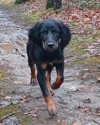 Working Cocker x setter Gordon